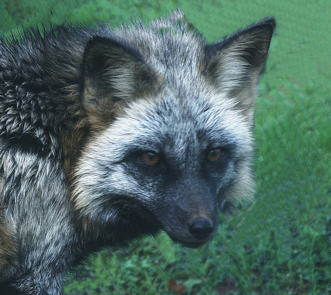 Tiled Image