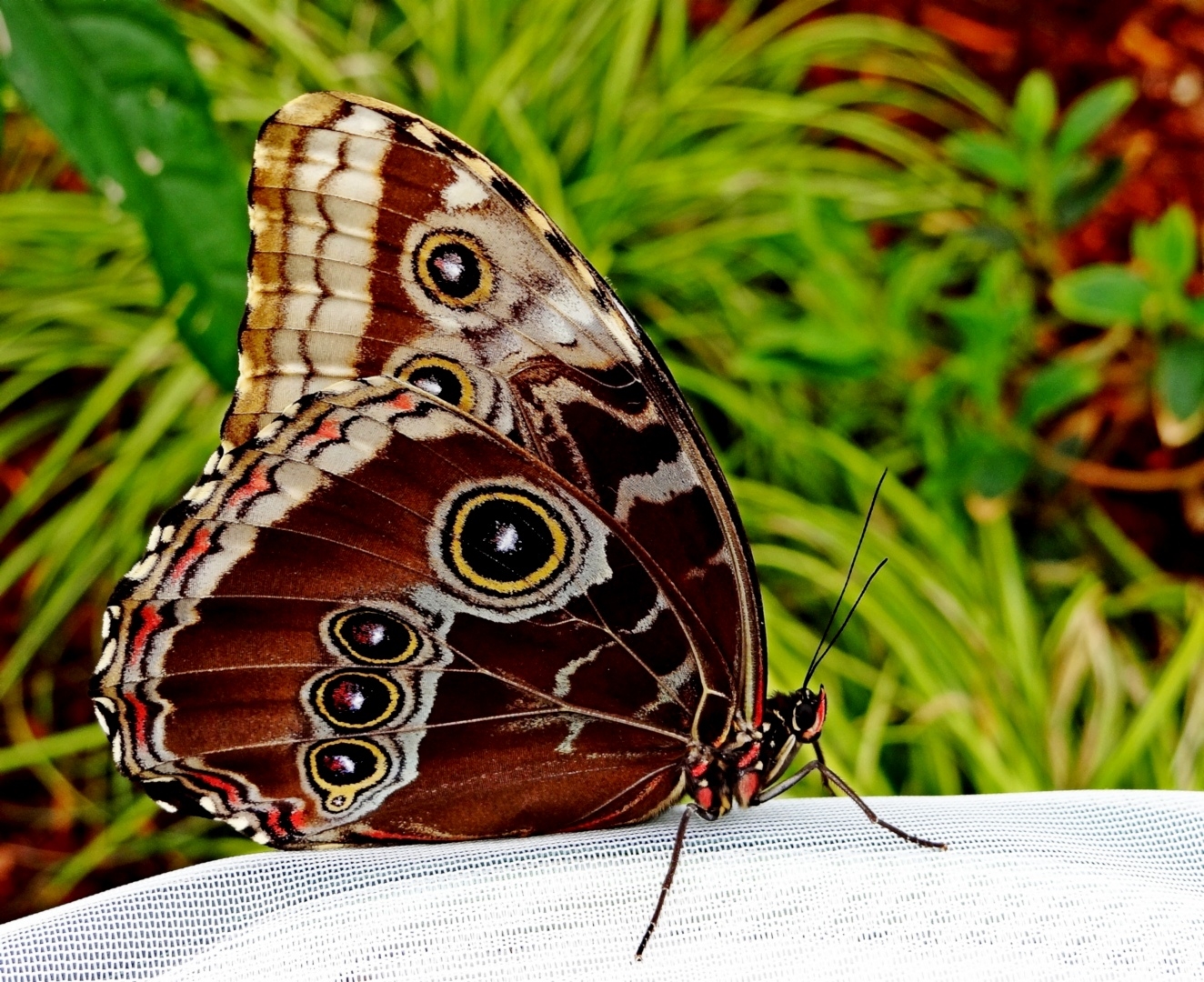 Tiled Image