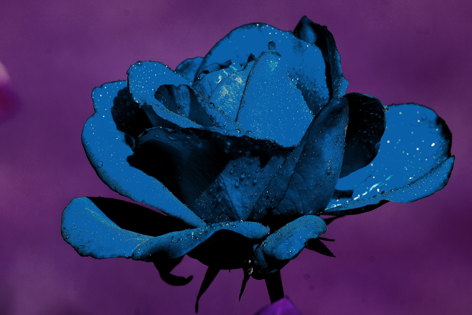 Tiled Image