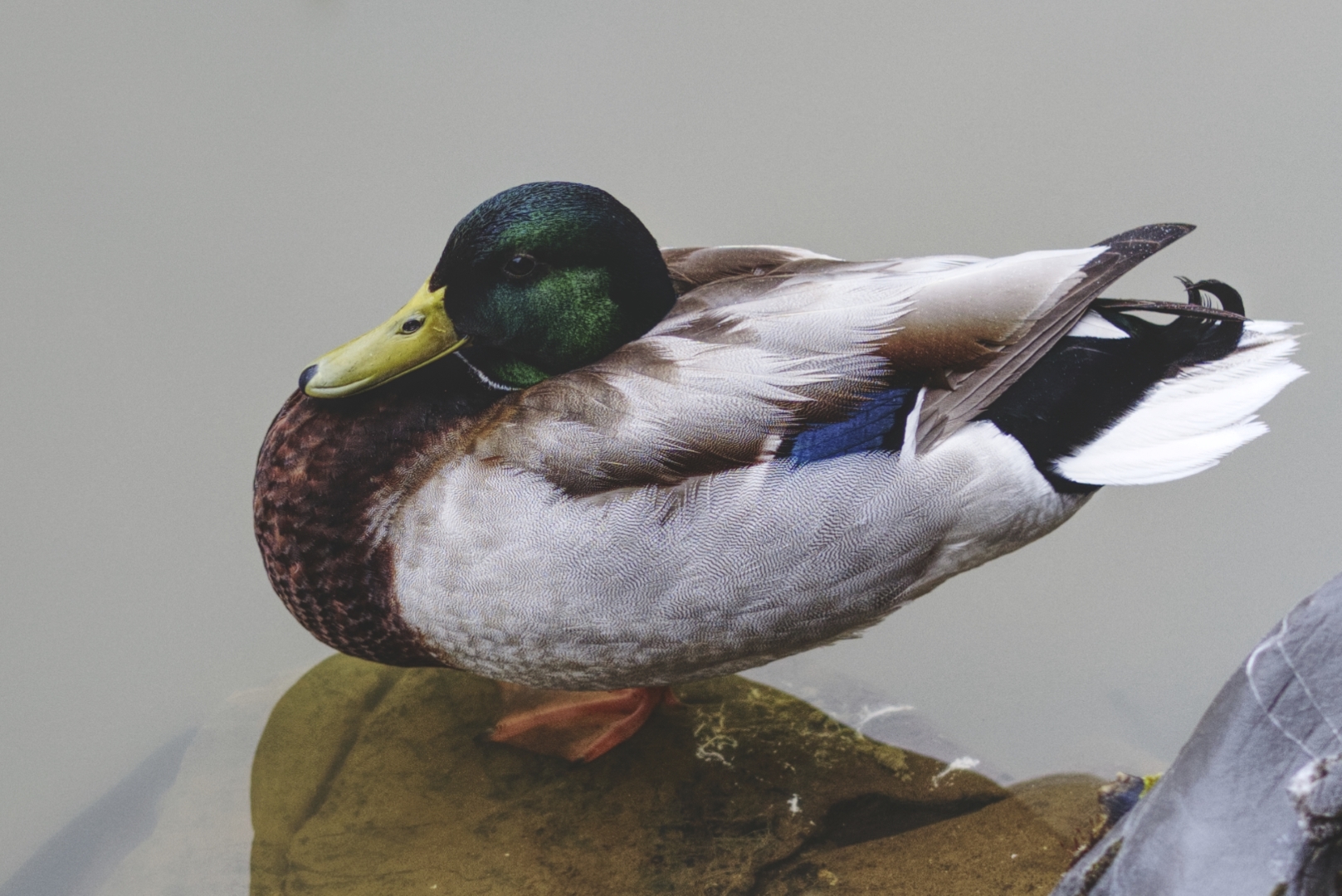 Tiled Image