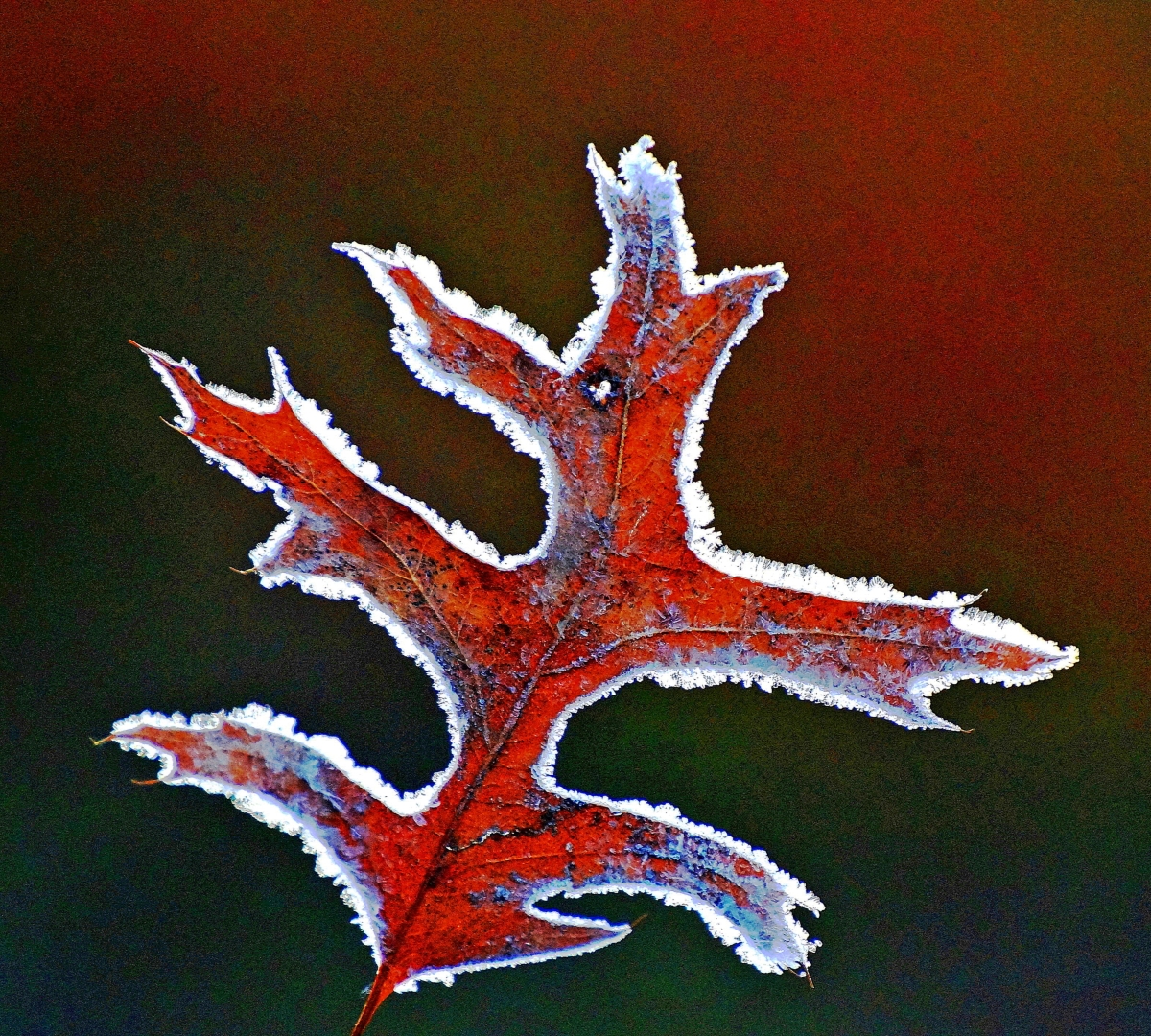 Tiled Image