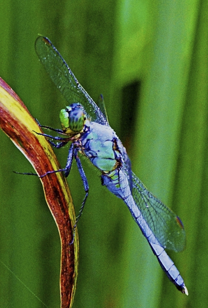 Tiled Image