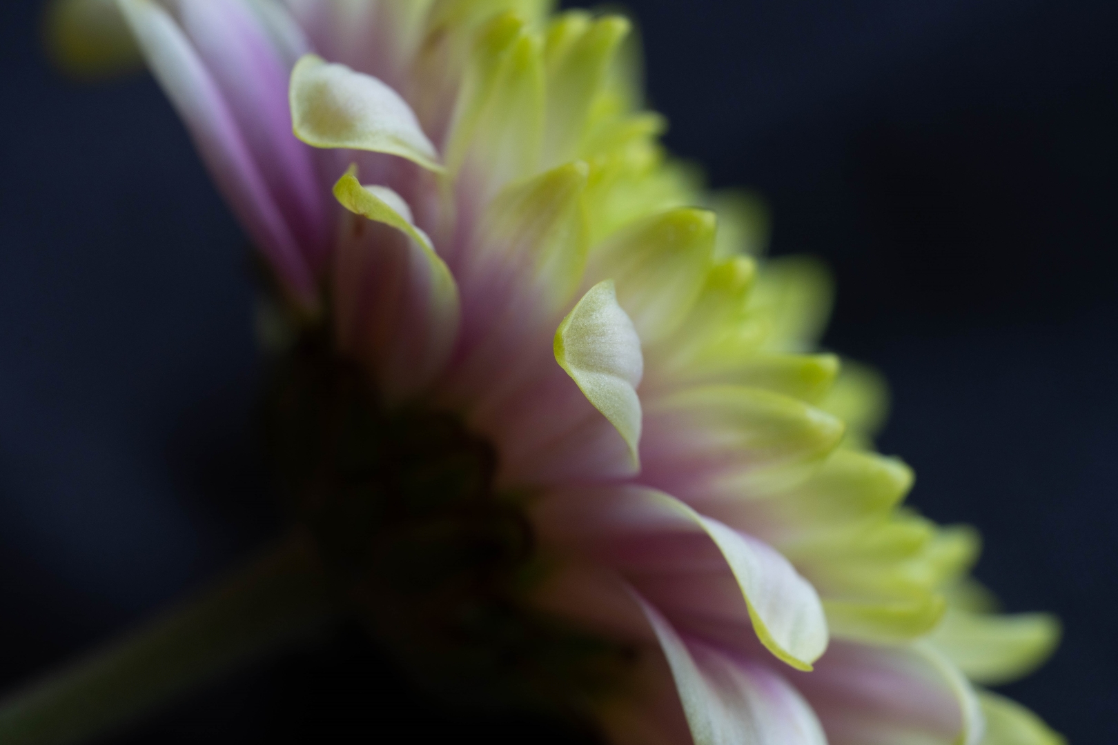 Tiled Image