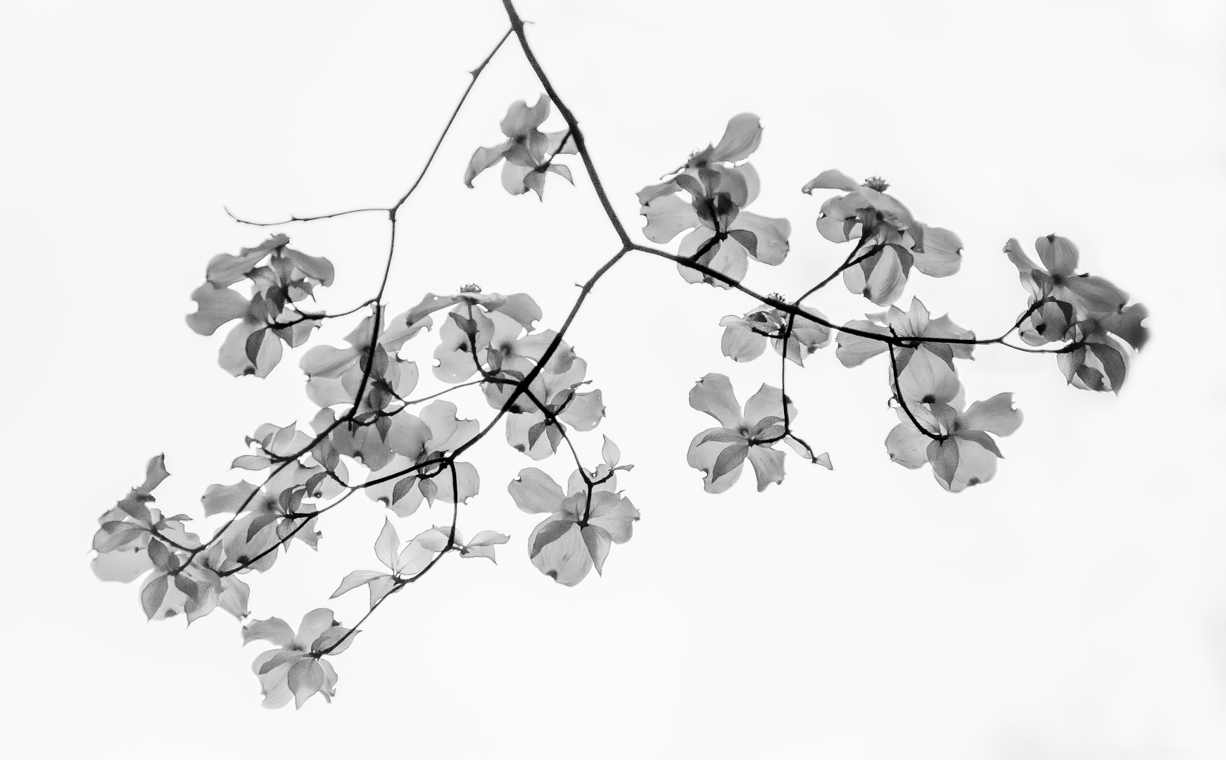 Tiled Image