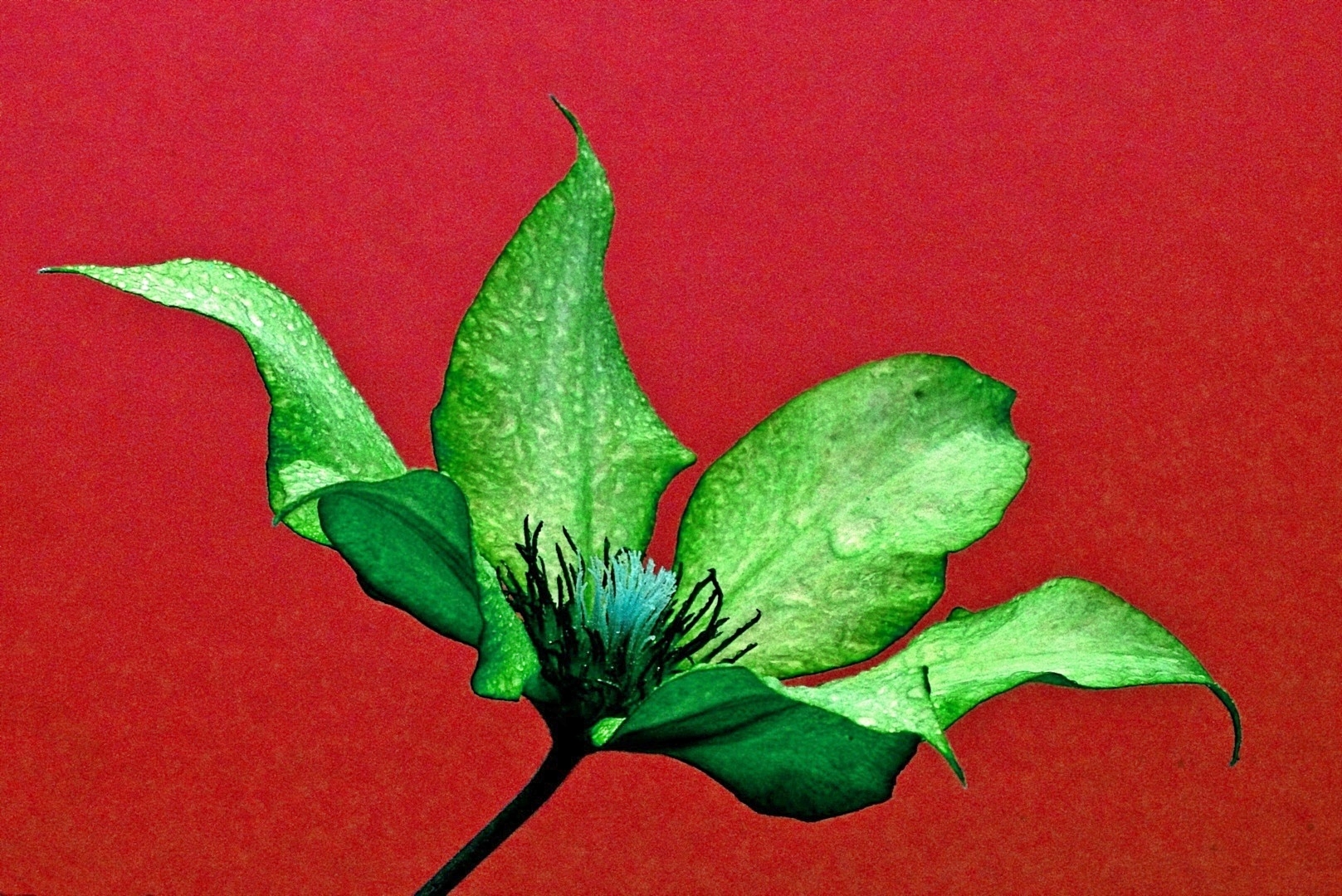 Tiled Image