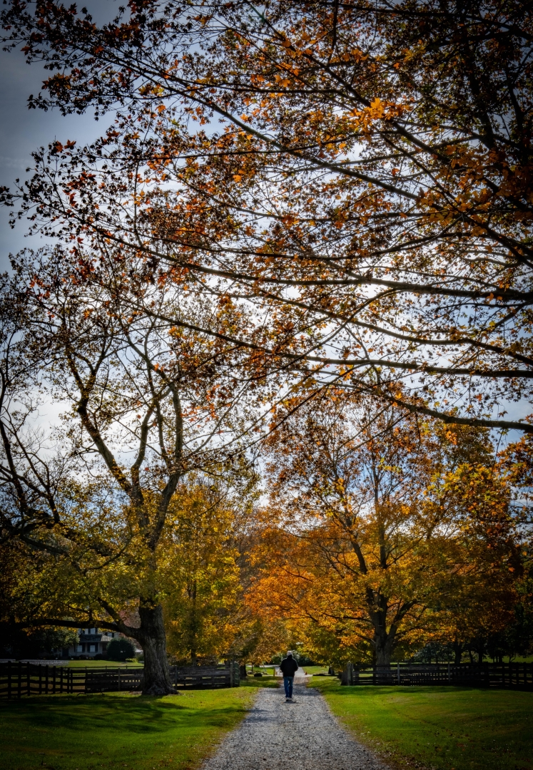 Tiled Image